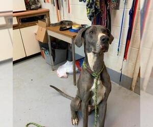 Great Dane Dogs for adoption in Beckley, WV, USA