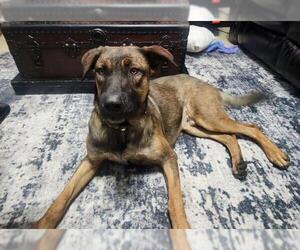 Mutt Dogs for adoption in San Antonio, TX, USA