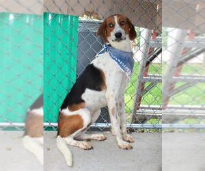 Treeing Walker Coonhound Dogs for adoption in Caribou, ME, USA