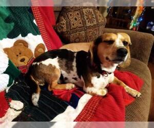 Beagle Dogs for adoption in toms river, NJ, USA