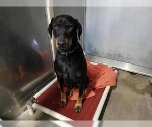 Rotterman Dogs for adoption in Camarillo, CA, USA