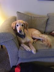 Golden Retriever Dogs for adoption in Oxford, MI, USA