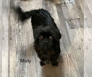 Affenpinscher-Unknown Mix Dogs for adoption in Colorado Springs, CO, USA