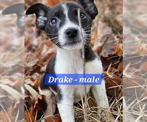 Jack Russell Terrier-Unknown Mix Dogs for adoption in Sheboygan, WI, USA
