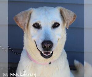 Labrador Retriever-Unknown Mix Dogs for adoption in Cheyenne, WY, USA