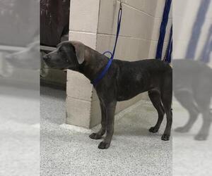 American Pit Bull Terrier-Unknown Mix Dogs for adoption in Conroe, TX, USA