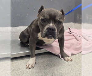American Staffordshire Terrier-Unknown Mix Dogs for adoption in Tallahassee, FL, USA