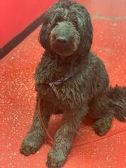 Goldendoodle Dogs for adoption in Phoenix , AZ, USA
