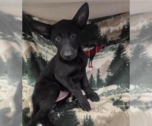 German Shepherd Dog-Unknown Mix Dogs for adoption in HESPERIA, CA, USA