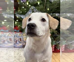 Beagle-Unknown Mix Dogs for adoption in Wakefield, RI, USA