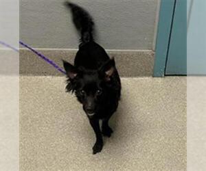 Chihuahua-Unknown Mix Dogs for adoption in Las Vegas, NV, USA