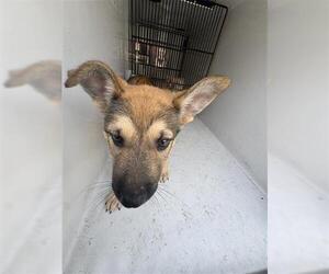 German Shepherd Dog-Unknown Mix Dogs for adoption in Houston, TX, USA