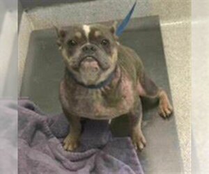 American Staffordshire Terrier-French Bulldog Mix Dogs for adoption in Tallahassee, FL, USA