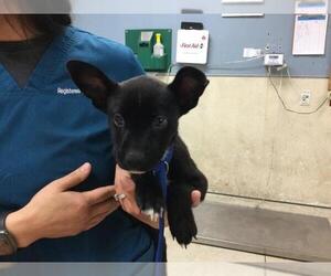 German Shepherd Dog-Unknown Mix Dogs for adoption in Riverside, CA, USA