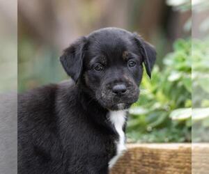 Labrador Retriever-Unknown Mix Dogs for adoption in San Diego, CA, USA