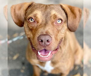 Mutt Dogs for adoption in Canton, CT, USA