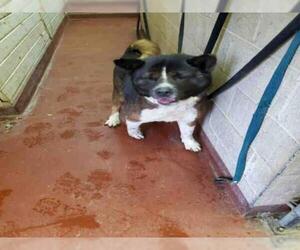 Akita Dogs for adoption in Atlanta, GA, USA