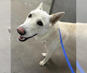 German Shepherd Dog Dogs for adoption in HESPERIA, CA, USA