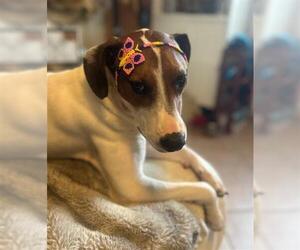 Mutt Dogs for adoption in Chula Vista, CA, USA
