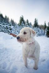 Labradoodle Dogs for adoption in Sandy, OR, USA