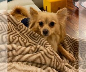 Paperanian Dogs for adoption in Los Angeles, CA, USA