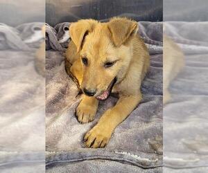 Mutt Dogs for adoption in San Antonio, TX, USA