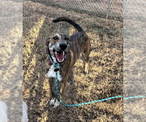 Mutt Dogs for adoption in Shelburne, VT, USA