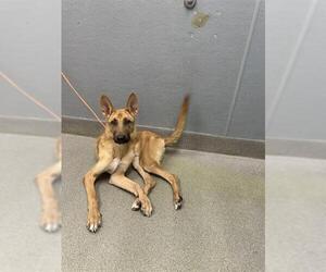 German Shepherd Dog-Unknown Mix Dogs for adoption in Las Vegas, NV, USA