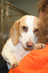 Beagle Dogs for adoption in Salem, MA, USA