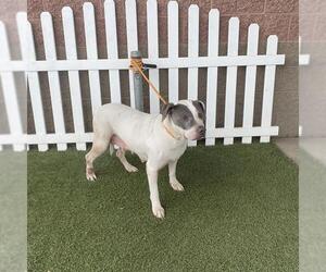 American Pit Bull Terrier Dogs for adoption in Modesto, CA, USA