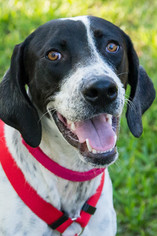 Pointer Dogs for adoption in Miami, FL, USA