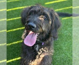 Irish Wolfhound-Labrador Retriever Mix Dogs for adoption in San Diego, CA, USA