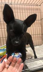 Chihuahua Dogs for adoption in Blackwood, NJ, USA