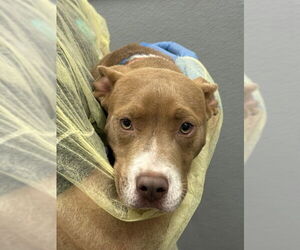 Mutt Dogs for adoption in Las Vegas, NV, USA