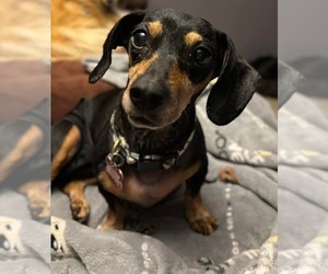 Dachshund Dogs for adoption in Sioux Falls, SD, USA