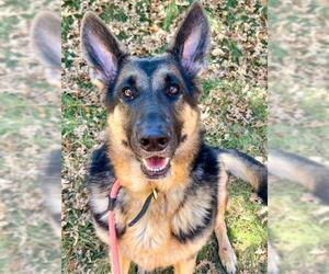 German Shepherd Dog-Unknown Mix Dogs for adoption in Sacramento, CA, USA