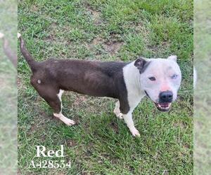 American Staffordshire Terrier Dogs for adoption in Conroe, TX, USA