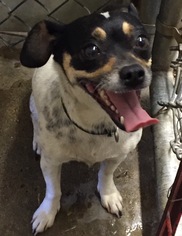 Rat Terrier Dogs for adoption in Fresno, CA, USA