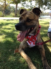 Bullboxer Pit Dogs for adoption in Midway City, CA, USA