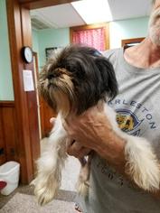 Shih Tzu Dogs for adoption in Rocky Mount, NC, USA
