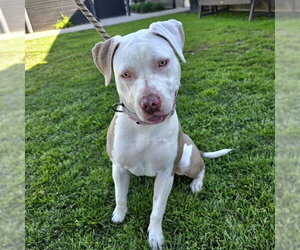 Mutt Dogs for adoption in Long Beach, CA, USA