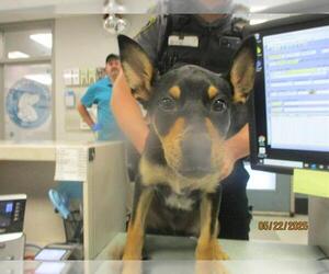 Australian Kelpie-Unknown Mix Dogs for adoption in Oklahoma City, OK, USA