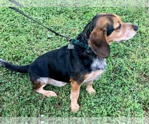 Bagle Hound Dogs for adoption in Winder, GA, USA