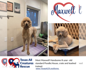 Poodle (Standard) Dogs for adoption in Lillian, TX, USA