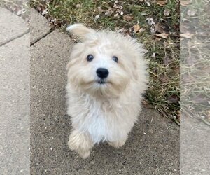 Maltese Dogs for adoption in Brooklyn Center, MN, USA