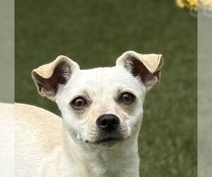 Chihuahua Dogs for adoption in Canton, CT, USA