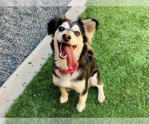 Alaskan Klee Kai-Unknown Mix Dogs for adoption in Moreno Valley, CA, USA