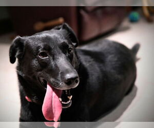 Labrador Retriever-Unknown Mix Dogs for adoption in Doylestown, PA, USA