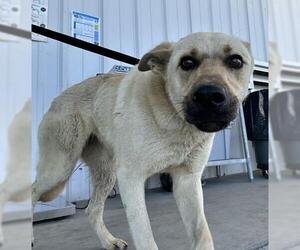 German Shepherd Dog Dogs for adoption in Bakersfield, CA, USA