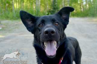 German Shepherd Dog-Unknown Mix Dogs for adoption in Anchorage, AK, USA